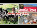 Getting Baby Chicks at Rural King