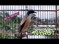 Download Lagu burung cendet gacor BONGKAR MATERI PANJANG PANCINGAN CENDET AGAR BUNYI,, jadikan BURUNG PENTET GACOR