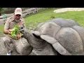 Download Lagu 104 YEAR OLD TORTOISE 🐢