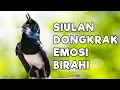 Download Lagu TERAPI KACER GACOR DONGKRAK EMOSI DAN BIRAHI LAWAN, JOSS CEPAT GACOR BONGKAR ISIAN