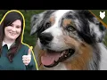 How Much Does A AUSTRALIAN SHEPHERD Cost