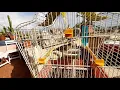 Download Lagu Canarios cantando 🐦 Canaries singing