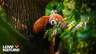 Zoo Babies, Wild Futures | Baby Animals 203