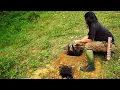 Download Lagu Vind wild voedsel en perfectioneer de aarden pot: alleen overleven | EP.173