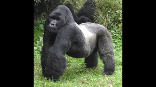 Mountain Gorilla Sound Effects 
