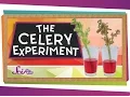 Download Lagu The Color-Changing Celery Experiment!