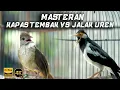 Download Lagu MASTERAN KAPAS TEMBAK VS JALAK UREN | BIRD OF INDONESIA | PANCINGAN KAPAS TEMBAK