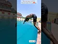 Download Lagu Dive in 10ft Deep, Diving Tips For Beginners - Swimming Tips #learnswimming #swimmingtips #swimming