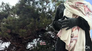                                                                                                      دندنها