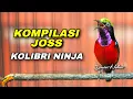 Lagu PANCINGAN KOMPILASI KONIN MEWAH GACOR FULL ISIAN TEMBAKAN COCOK BUAT MASTERAN PANJANG KOLIBRI NINJA