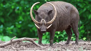 15 animales TAN PELIGROSOS que ni siquiera los zoológicos quieren tenerlos