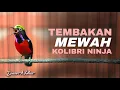 Lagu KOMPILASI MEWAH KONIN GACOR FULL ISIAN TEMBAKAN AUDIO JERNIH COCOK UNTUK MASTERAN KOLIBRI NINJA