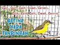 Download Lagu SOGON BETINA GACOR MEMANGGIL ‼ AMPUH UNTUK PANCINGAN SOGON  AGAR RAJIN BUNYI DAN NAIK BIRAHI