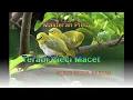 Download Lagu Masteran pleci bongkar isian dalam hitungan detik pleci dirumah auto nyaut