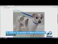 More than 50 animals at SEAACA in Downey at risk of being euthanized due to overcrowding
