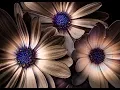 CREATIVE FLOWER PHOTOGRAPHY - Flowers Emerging From The Dark