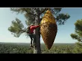 Download Lagu 4 daredevils climb 1,000-year-old tree to harvest world's tallest beehive