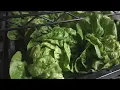 Spokane farm offers direct farm-to-table service