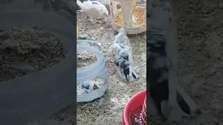 شاهد هاذه الطير شبيه يفتر راسه  شاهد هاذه الطير شبيه يفتر راسه