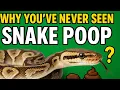Why You ve Never Seen a Snake Poop The reason is crazy