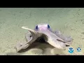 Proposed Designation of Hudson Canyon National Marine Sanctuary