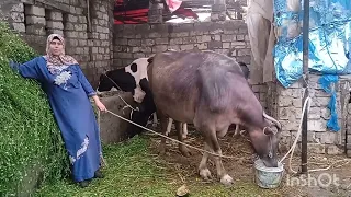 فلاحه ودى عيشتى وراضيه والحمد لله 