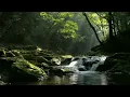 Healing River Tongues - 1 Hour of Prayer & Relaxation - Joshua Mills & Steve Swanson