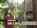 Download Lagu Jawaban Sai Lagi - Rini Lestari (Official Video Music) Lagu Lampung