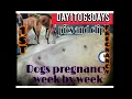 Dog pregnancy week by week - day1to63
