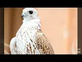 خالد عبدالرحمن -ياطير