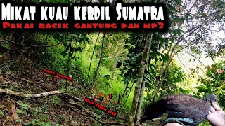 Download mikat kuau kerdil Sumatra MP3