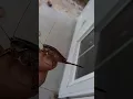 Odd grasshopper part 2