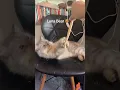 Download Lagu My Luna #catvideos #cat #persiancat #catlovers