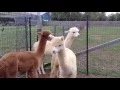 ALPACAS for SALE