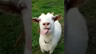 المعزه أم لسان  المعزه أم لسان