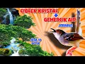 Download Lagu Masteran Ciblek Kristal Gacor Ngebren Ak-47 + Suara Gemercik Air Jernih!! | Cocok Untuk Latih Burung