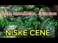 Download Lagu Ruska prodavnica SVETOFOR-NISKE CENE.        GLEDAM -SVE POVOJNO.!!!   Dejan Čupa Art