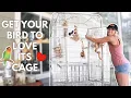 How to Get Your Bird to Love Its Cage