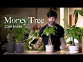 Download Lagu Money Tree Care Guide - Picking, Placing, and Parenting Your Plant