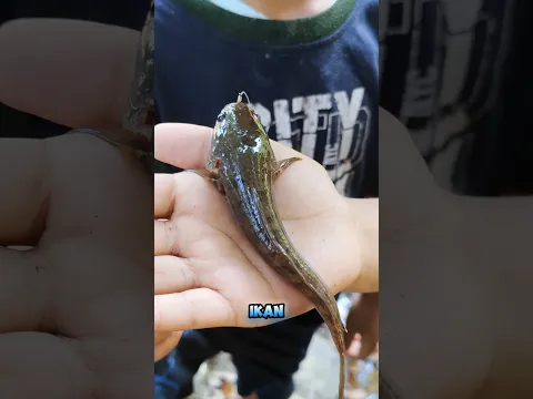 Ternyata ikan chana bisa di goreng 😱