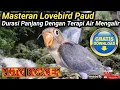 Download Lagu SUARA MASTERAN LOVEBIRD PAUD NGEKEK PANJANG