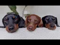Download Lagu Family Diary- Dachshunds playing on pile of dirt- Tree stumps clearing - Rainy and sunny weather.
