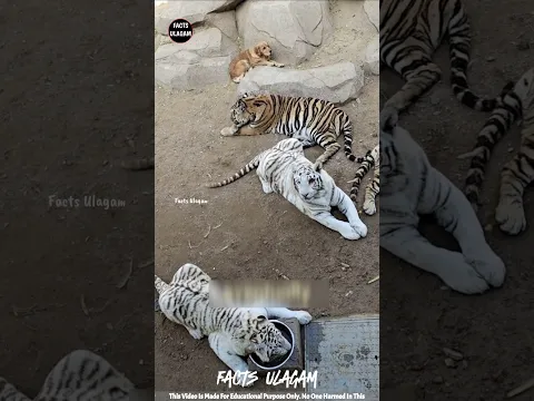 Golden Retriever Adopts Tiger Cubs 😍| Facts Ulagam_#shorts