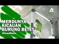 Download Lagu SUARA KICAU BURUNG BETET PEMIKAT | KICAU MANIA