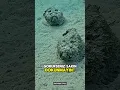Download Lagu Denizin Dibindeki En Sessiz Katil 😱❗️Taş Balığı