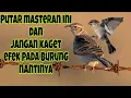 Lagu Masteran terbaik sepanjang masa khusus burung Juara