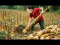 Download Lagu Harvesting 1000+ Giant Bamboo Shoots Bát Độ To Sell At The Market | Daily Rural Life