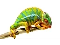 Beautiful Footage Chameleons Are Amazing National Geographic