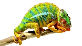 Beautiful Footage Chameleons Are Amazing National Geographic