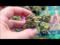 Stardawg Strain Review